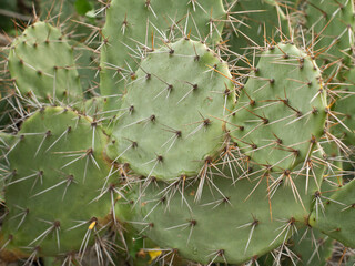 flat cactus tree on the mountain. green flat cactus.