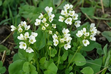 A lovely pennycress field with fuzzy natural setting that depicts oil cultivation and exploding wild plants lovely hue space, Generative AI.