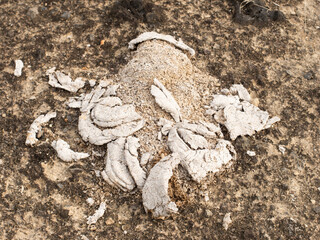 Close up of cow dung drying on a rock bed. The concept of animal manure fertilizer.