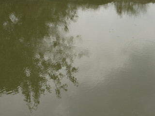Reflection of trees and leaves on the calm lake water during the day.