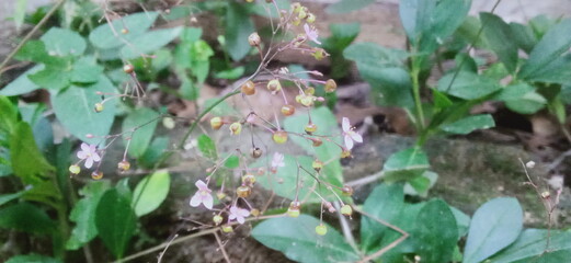 red gold flowers in the garden