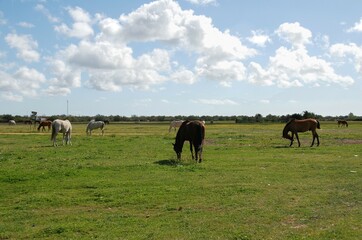 Caballos en El Roc&iacute;o 
