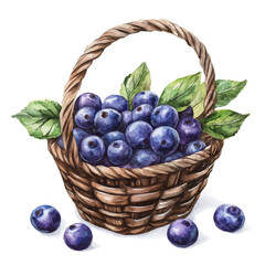 watercolor vector of Bilberry Fruit Basket, high quality, isolated on a white background.