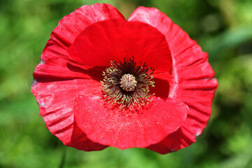 Vibrant Red Poppy Flower with Green Background in Nature