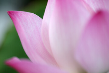 Fototapeta premium Delicate Pink Petals of a Lotus Flower in Soft Focus Background