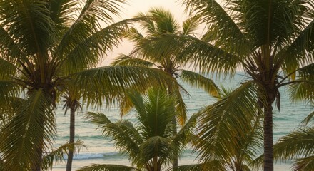 Tropical Palm Trees Swaying Gently Beside a Calm Ocean at Sunset