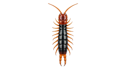 Detailed Illustration of a Centipede with Segmented Body and Antennae