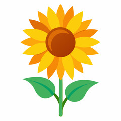 sunflower isolated on white