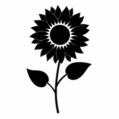 sunflower on white background