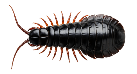 Detailed Top View of a Dark Segmented Centipede with Numerous Reddish Legs