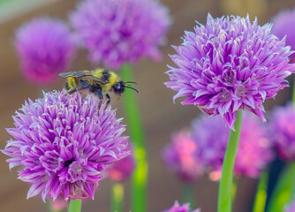 Honeybee on chive flowerhead with proboscis reaching for nectar.