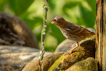 A female house finch is drinking water