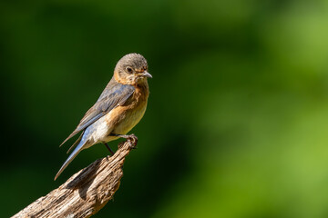 A bluebird perched on a dead tree stump