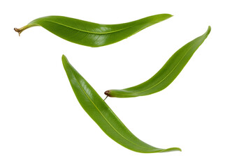Three slender green leaves , isolated on transparent background, png