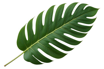 Green tropical leaf , isolated on transparent background, png