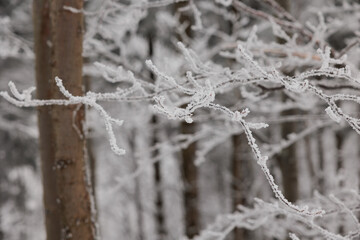 vista macro di rami ghiacciati, in un bosco naturale di montagna, in Slovenia, di giorno, in inverno, al freddo, su sfondo sfuocato