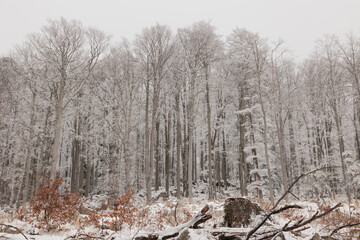 dettagli di una foresta di montagna in Slovenia con gli alberi ghiacciati e ricoperti di neve, di giorno, in inverno, dopo una nevicata