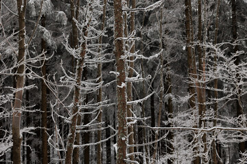 dettagli di una foresta di montagna in Slovenia con gli alberi ghiacciati e ricoperti di neve, di giorno, in inverno, dopo una nevicata