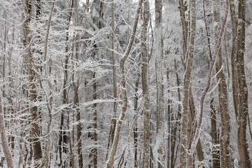Fototapeta premium dettagli di una foresta di montagna in Slovenia con gli alberi ghiacciati e ricoperti di neve, di giorno, in inverno, dopo una nevicata