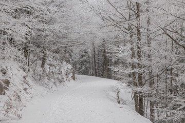 dettagli di una strada in mezzo ad un bosco completamente bianco ed innevato, in Slovenia, di giorno, in inverno