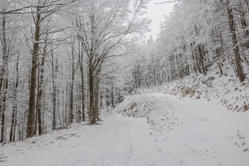 vista panoramica su di una grande foresta in un ambiente di montagna con il terreno completamente innevato, in Slovenia, di giorno, in inverno