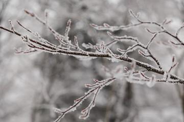 vista macro di rami ghiacciati, in un bosco naturale di montagna, in Slovenia, di giorno, in inverno, al freddo, su sfondo sfuocato