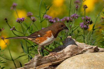 A female Eastern Towhee perched on a rock