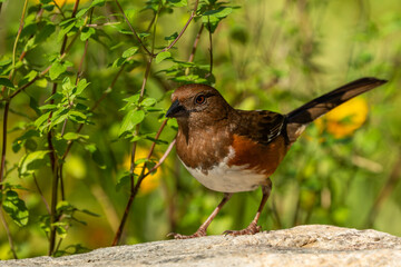 A female Eastern Towhee perched on a rock