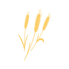 Golden wheat ears. Organic wheat, bread agriculture. Perfect for bakery design, food packaging. Vector illustration isolated on white background.
