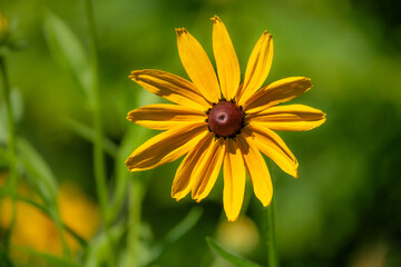 A close-up of a black-eyed Susan flower in a meadow
