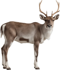 Fototapeta premium Deer with antlers isolated on a transparent background. Perfect for nature-themed designs, educational content, or seasonal and wildlife-related projects.