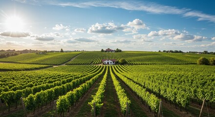 Sunny Vineyard Landscape and Farmhouse - Serene vineyard landscape on a sunny day, showcasing rows of grapevines, a farmhouse, and a bright sky. Symbolizes growth, abundance, harvest, tranquility