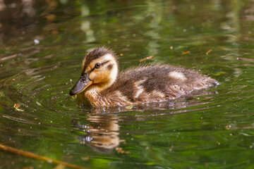 Mallard duckling swimming 