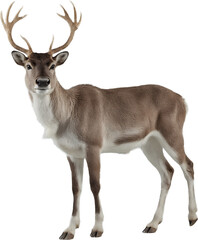 Fototapeta premium Deer with antlers isolated on a transparent background. Perfect for nature-themed designs, educational content, or seasonal and wildlife-related projects.