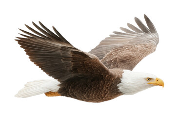 Obraz premium PNG Bald eagle in flight with outstretched wings and sharp gaze