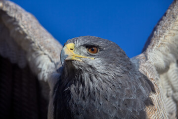 a Black-chested Buzzard-Eagle (Geranoaetus melanoleucus), also known as the Black-chested Eagle or Águila Mora. Colca Peru