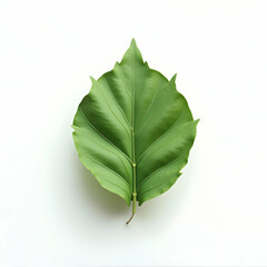 Green Leaf Close-up on White Background Studio Shot