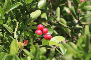 Bengal Currant, Carissa carandas, Christ thorn tree tropical fruit.