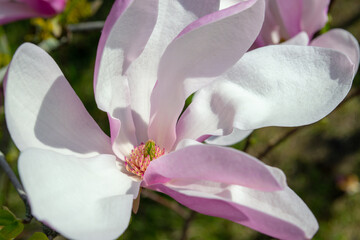 Close-Up of a Blooming Magnolia Flower in Springtime selective focus