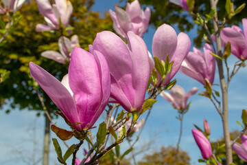 Pink Magnolia Blossoms Against Clear Blue Sky. selective focus.