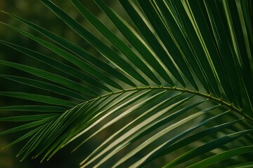 close-up view of palm leaves against blurred background.