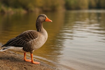 duck standing on shore of body of water, looking into it.