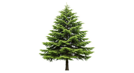 Isolated Evergreen Fir Tree © Jonas