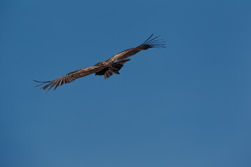 a female Andean condor gliding over the vast depths of Colca Canyon,a symbol of strength, grace,...