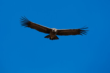 a female Andean condor gliding over the vast depths of Colca Canyon,a symbol of strength, grace, and freedom.Carved by time and wind, this sacred landscape welcomes one of nature’s most powerful ruler