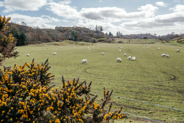 Sheep Grazing in Oban Scotland Countryside