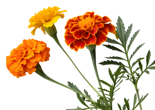 Red and yellow colour marigold flower on transparent background