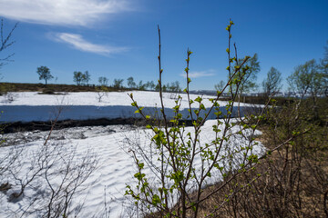 green birch leaves in spring