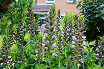 Flowers of bear's breeches (Acanthus mollis) decorating a front yard (Schouwen-Duiveland, Netherlands)
