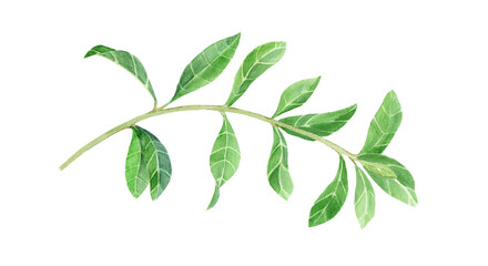 Pomegranate Branch, Watercolor Illustration, Green Color, Suitable for Design, Packaging, Prints, Textiles